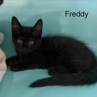 FREDDY, chat à adopter