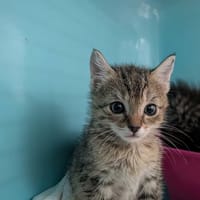 BRINDILLE, chatte à adopter