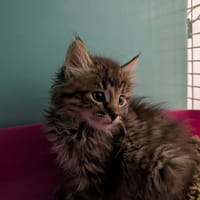 MISTRAL, chat à adopter