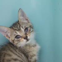 becca, chatte à adopter