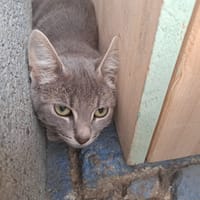 SKINNER, chat à adopter