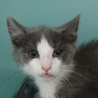 binou, chat à adopter
