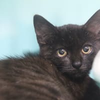 bernardo, chat à adopter