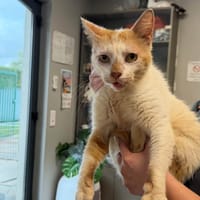 CHARLES, chat à adopter