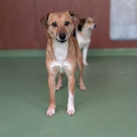 YAMA, chienne à adopter