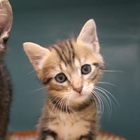 brookie, chatte à adopter