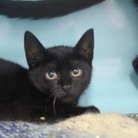 Brunch, chatte à adopter