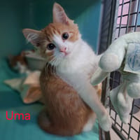 Uma, chatte à adopter