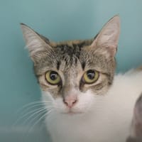 barbie, chatte à adopter
