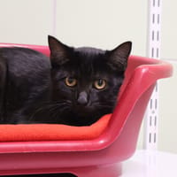 COURTINE, chatte à adopter