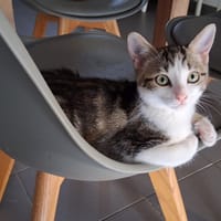 TREFLE, chat à adopter