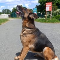GINGER, chienne à adopter
