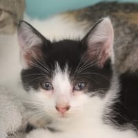 bijou, chatte à adopter