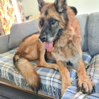 JO, chien à adopter