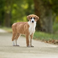 Lovit, chien à adopter