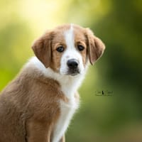 Tobby, chien à adopter