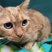 crusty, chat à adopter