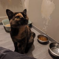 Sangria, chatte à adopter