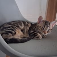 BEGONIA, chatte à adopter