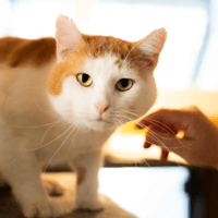 GRODODU A17579, chat à adopter