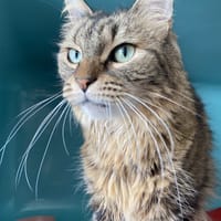 Lila, chatte à adopter