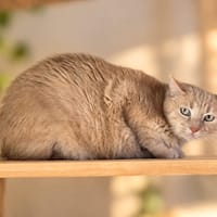 Biscuit [FIV+], chat à adopter