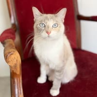 Nuit Blanche, chatte à adopter