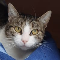CLEOFEE, chatte à adopter