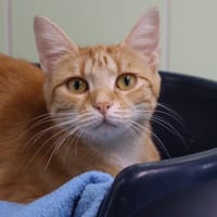 JONQUILLE, chatte à adopter