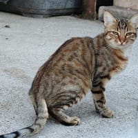 Simone, chatte à adopter