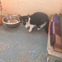 AZALEE, chatte à adopter