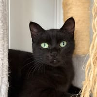Anguille, chatte à adopter