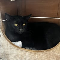 EDEN, chatte à adopter