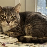 LOKI, chat à adopter