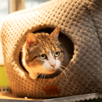 LAYA A11545, chatte à adopter