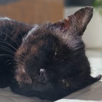 Gobou, chat à adopter
