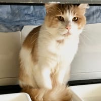JOY, chat à adopter