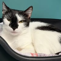 CHOU DE BRUXELLES, chatte à adopter
