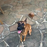 Ambre, je suis câline et joyeuse, chienne à adopter