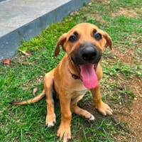 Bandit, le  voleur de coeurs, chien à adopter