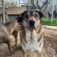 Cassy, chienne à adopter