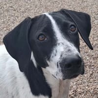 DJARO l'ami câlin, chien à adopter