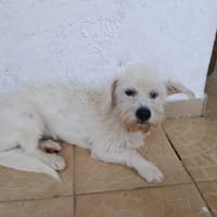 PRUNELLE, chienne à adopter