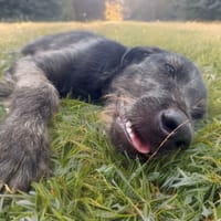 DRAKE, mâle junior, Berger Créole  La bonne patte !, chien à adopter