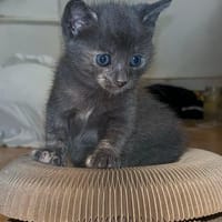 Lilas, chatte à adopter