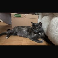 Aube, chatte à adopter