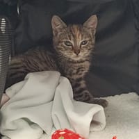 Suzie, chatte à adopter
