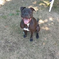 KOBA, chien à adopter