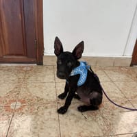 MARSHALL, chien à adopter