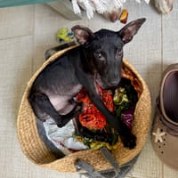 MARSHALL, chien à adopter